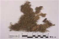 藏品(瓦氏指葉蘚)的圖片